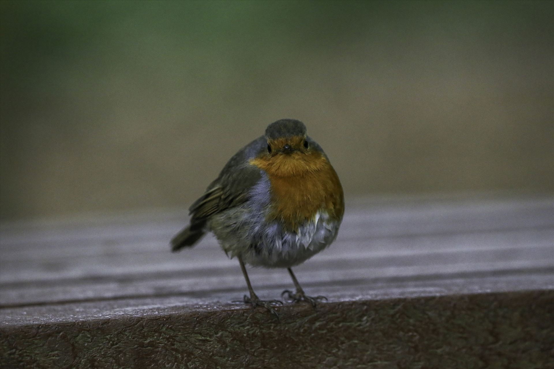 Robin  by David Morton Photography