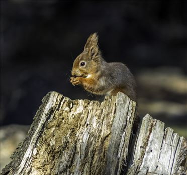 Red Squirrel by David Morton Photography