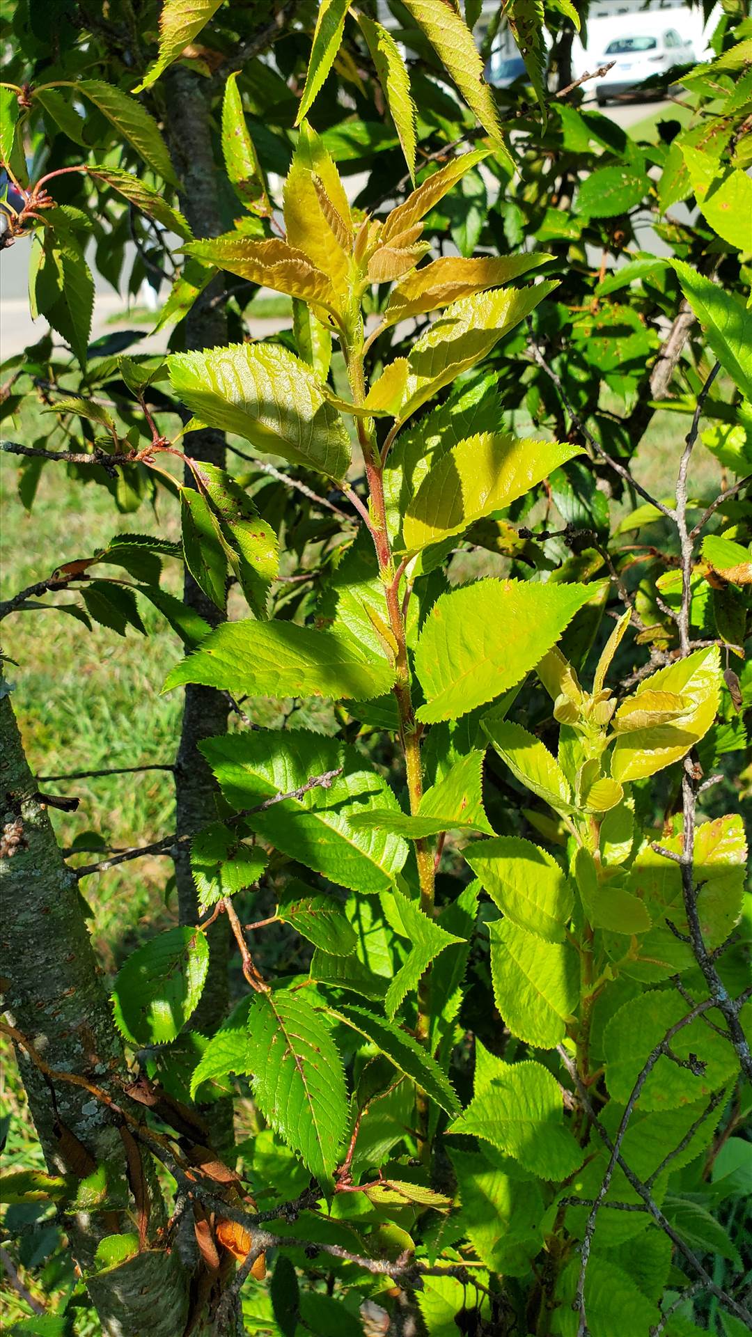 20250726_101105.jpg  by quartus