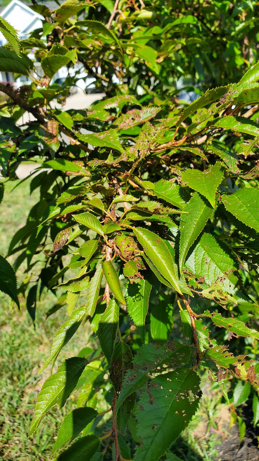 20250726_101055.jpg  by quartus