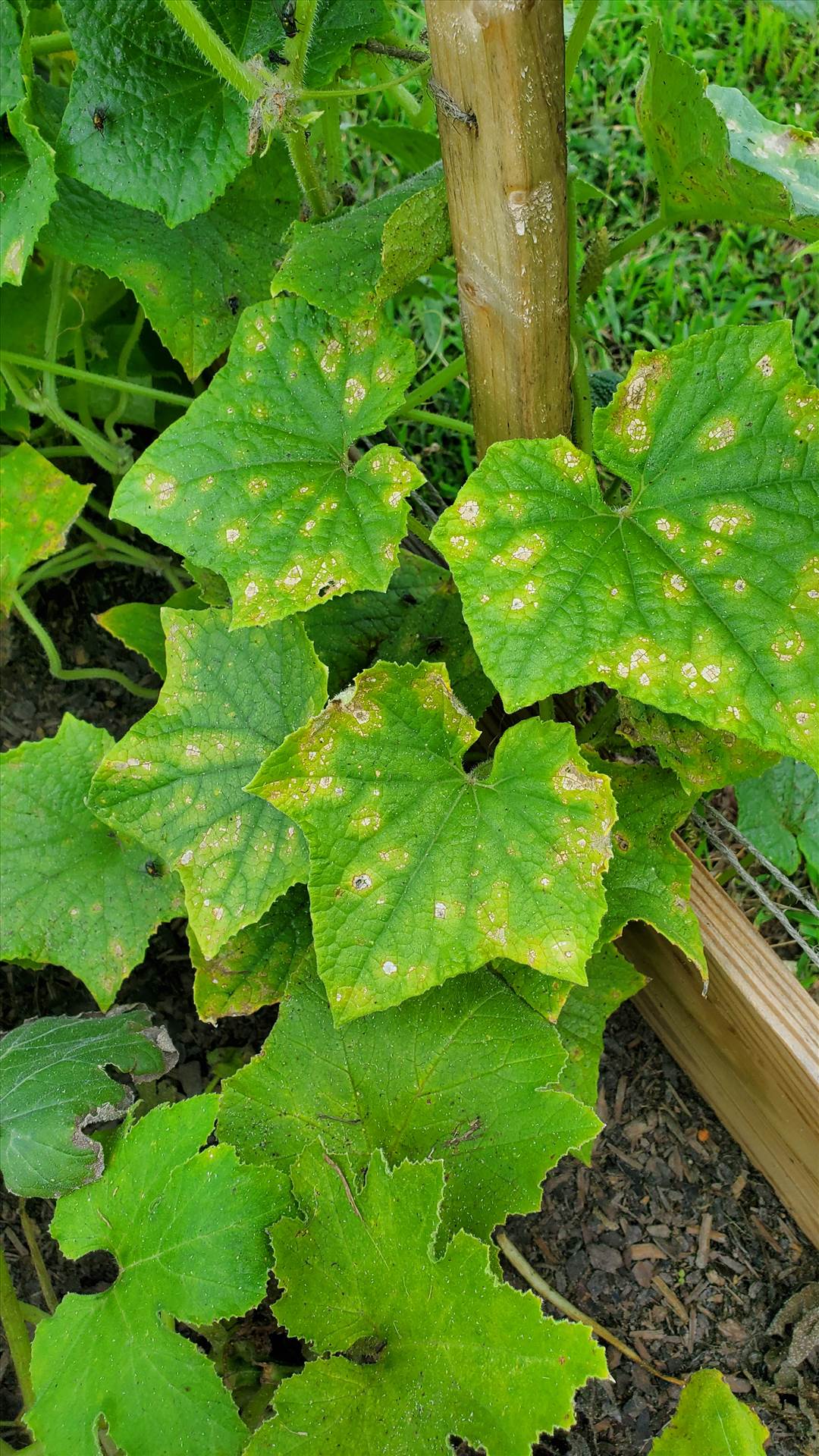 20250721_175751.jpg  by quartus