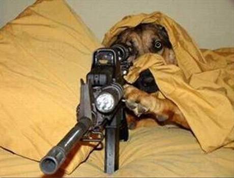 Guard Dog - True Guard Dog.  Watch out!