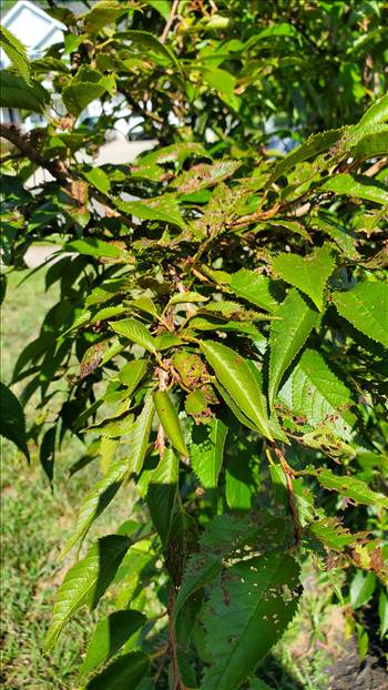 20250726_101055.jpg by quartus