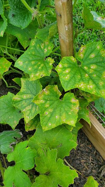 20250721_175751.jpg - 