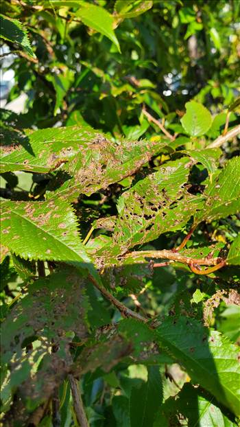 20250726_101019.jpg by quartus