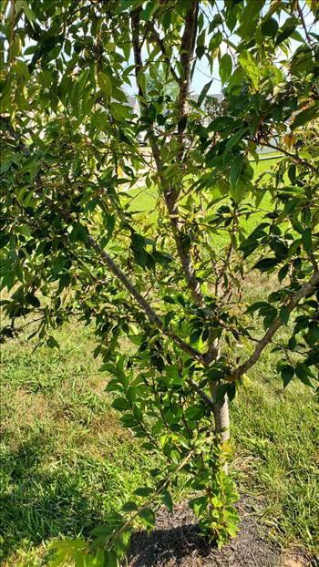 20250726_101220.jpg by quartus