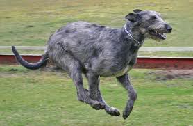 irishwolfhound.jpg  by Charbonne