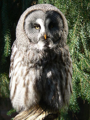 Great-Grey_Owl-Strix_nebulosa.jpg  by Charbonne
