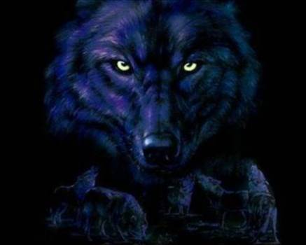 black-wolf-eyes_zps59367272.jpg - 