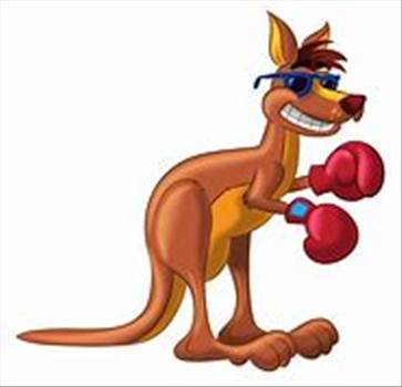 boxing Kangaroo 2.jpg - 