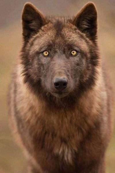 riowolf.jpg  by Eloell