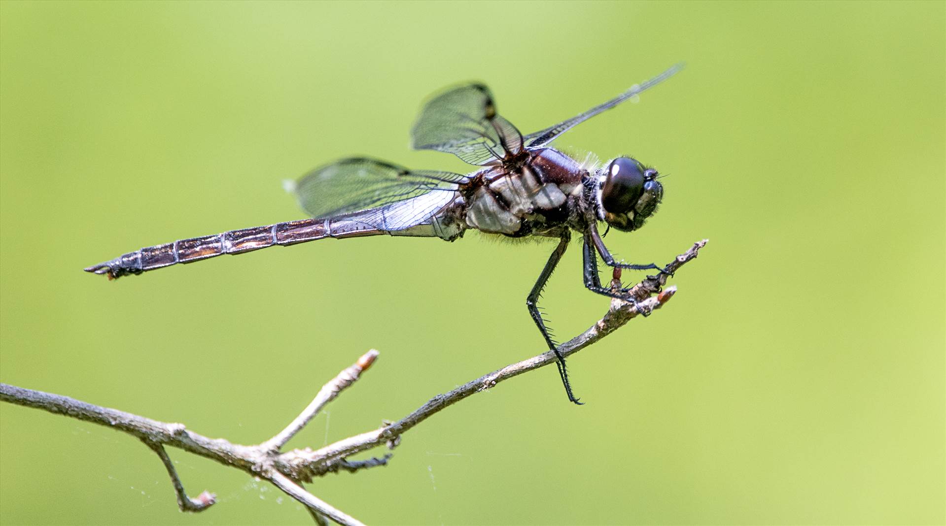 018A9117 dragon fly.jpg undefined by WPC-10494