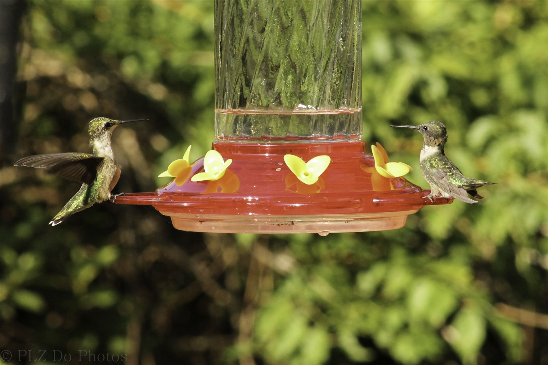 Hummingbirds-7936.jpg  by Patricia Zyzyk