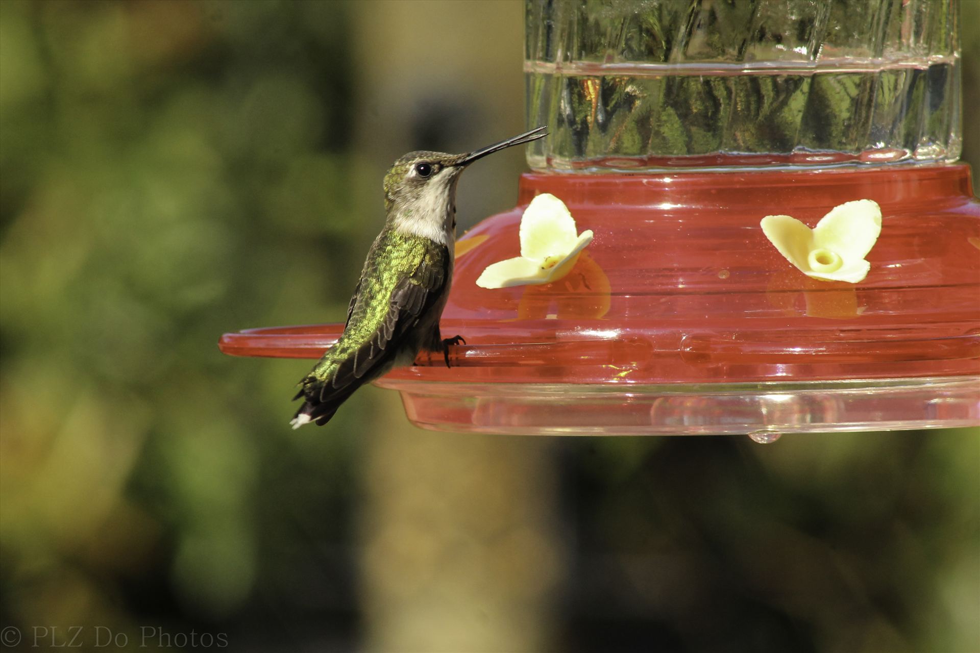 Hummingbirds-8014.jpg  by Patricia Zyzyk