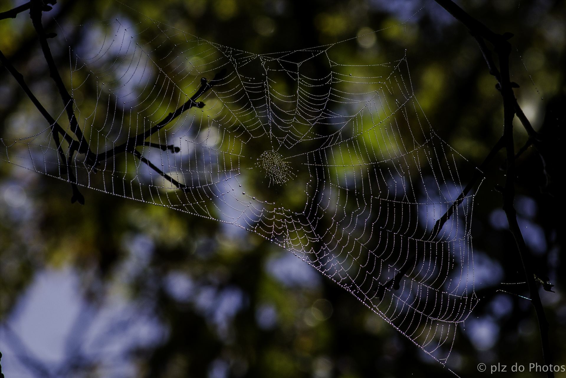 A Tangled Web.jpg  by Patricia Zyzyk