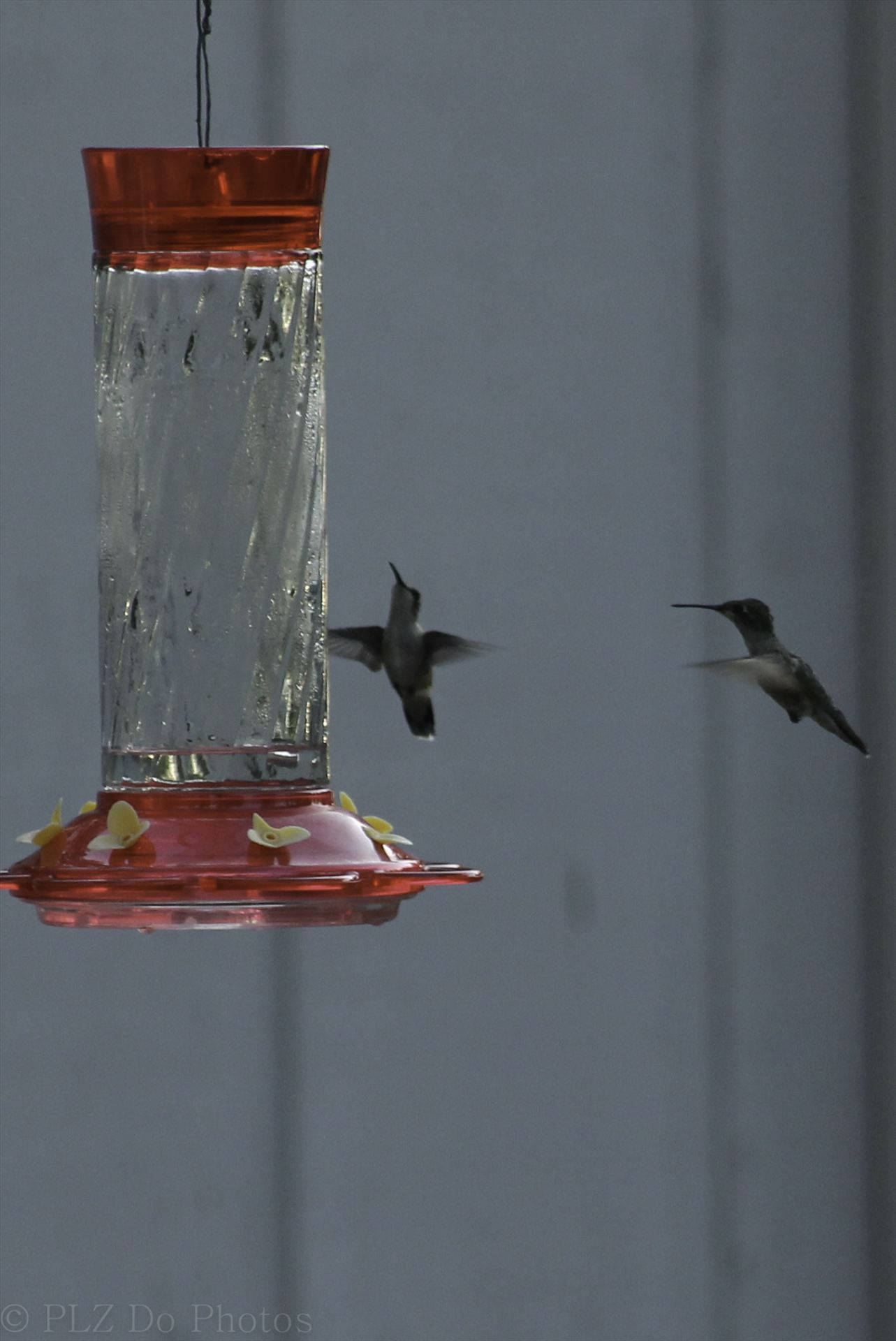 Hummingbirds-8301.jpg  by Patricia Zyzyk