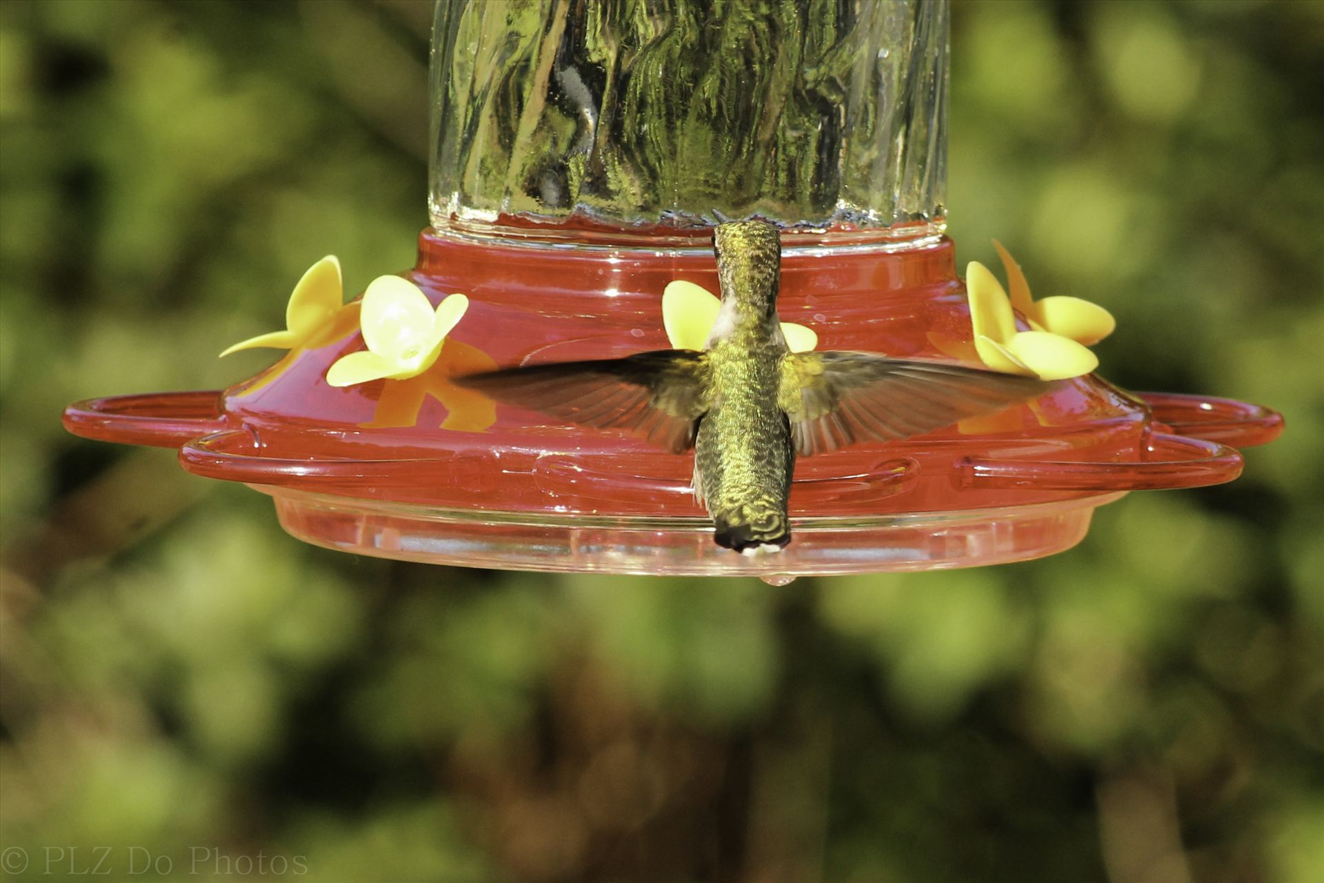 Hummingbirds-7985.jpg  by Patricia Zyzyk