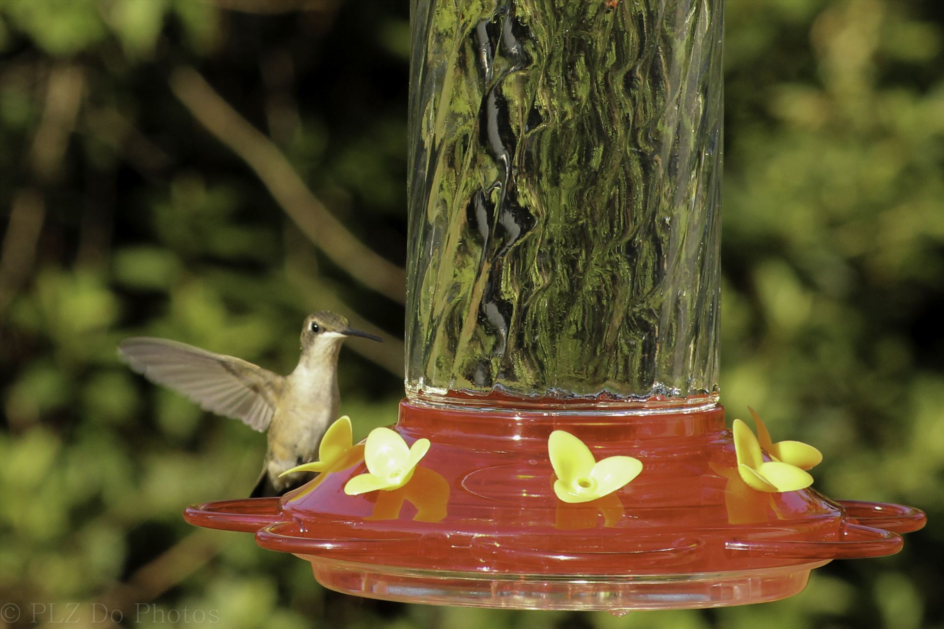 Hummingbirds-7973.jpg  by Patricia Zyzyk