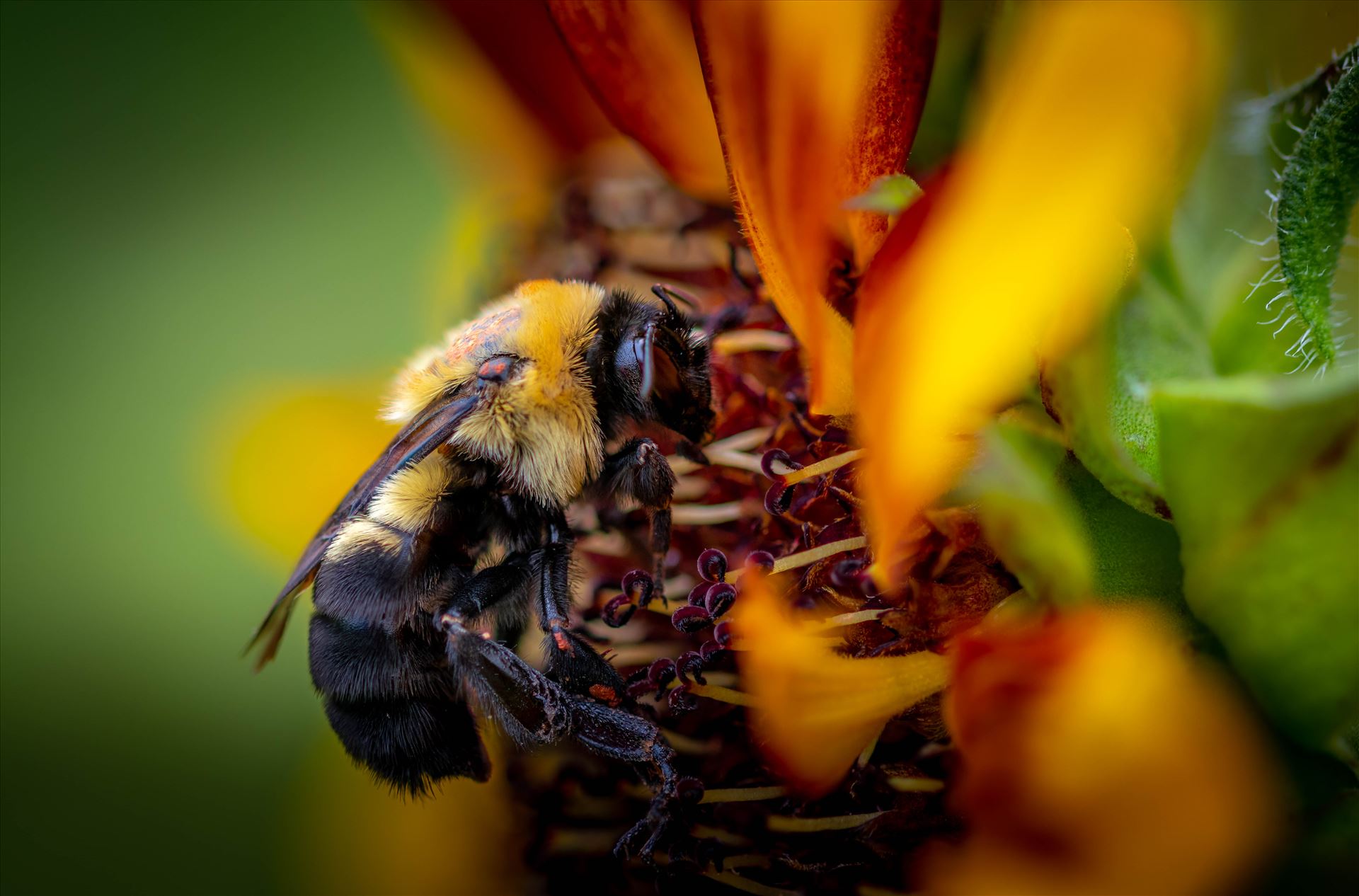 Buzz a Bee  by Patricia Zyzyk