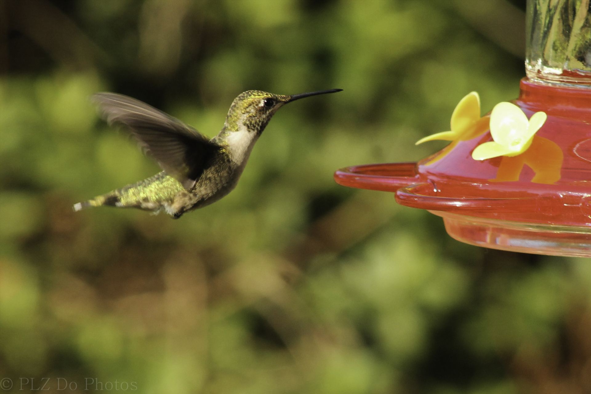 Hummingbirds-7991.jpg  by Patricia Zyzyk