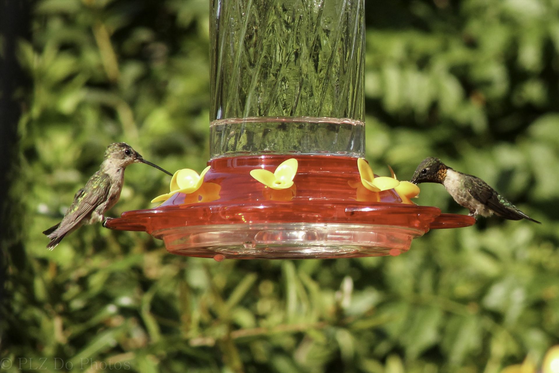 Hummingbirds-7904.jpg  by Patricia Zyzyk