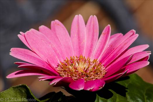 PINK A BLOOM - 