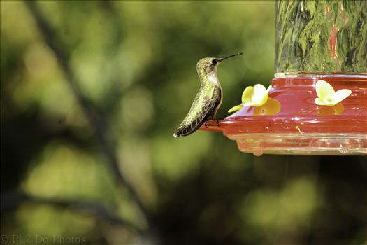 Hummingbirds-7915.jpg by Patricia Zyzyk