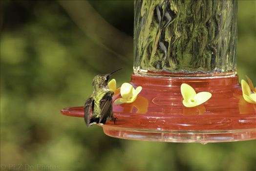 Hummingbirds-8017.jpg by Patricia Zyzyk