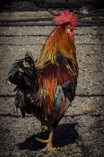 rooster (1 of 1).jpg by Patricia Zyzyk
