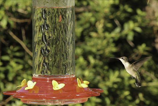 Hummingbirds-8061.jpg by Patricia Zyzyk