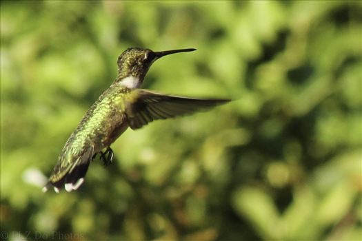 Hummingbirds-8025.jpg by Patricia Zyzyk