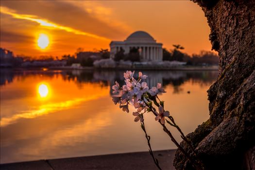Fire in the Morn Cherry Blossom by Patricia Zyzyk