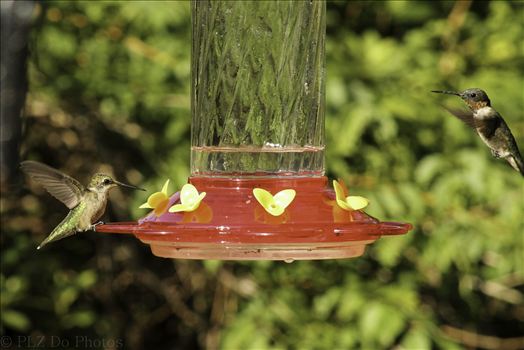 Hummingbirds-7931.jpg by Patricia Zyzyk