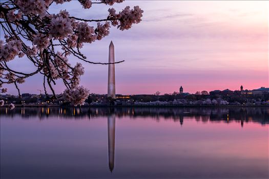 Washington Monument Cherry Blossom by Patricia Zyzyk