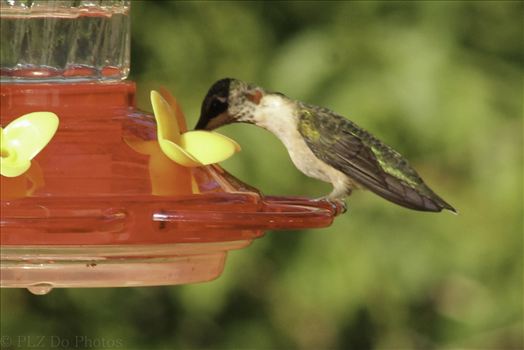 Hummingbirds-8035.jpg by Patricia Zyzyk