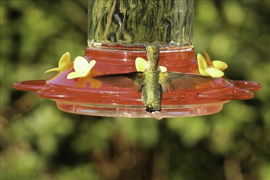 Hummingbirds-7985.jpg by Patricia Zyzyk