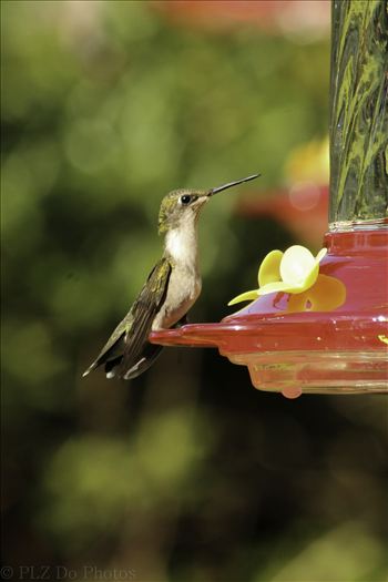Hummingbirds-7908.jpg by Patricia Zyzyk