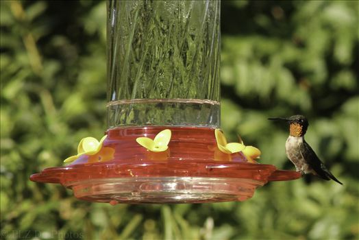 Hummingbirds-7898.jpg by Patricia Zyzyk