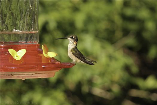 Hummingbirds-8037.jpg by Patricia Zyzyk