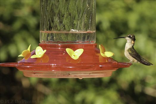 Hummingbirds-8033.jpg by Patricia Zyzyk