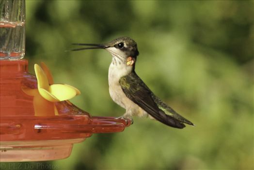 Hummingbirds-8038.jpg by Patricia Zyzyk