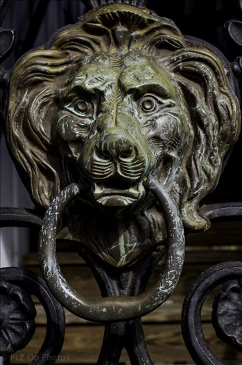 Lion Roar.jpg by Patricia Zyzyk