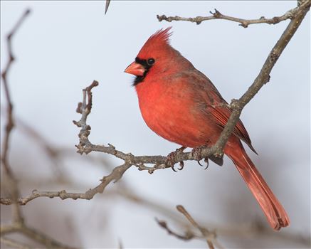 Northern Cardinal photos.