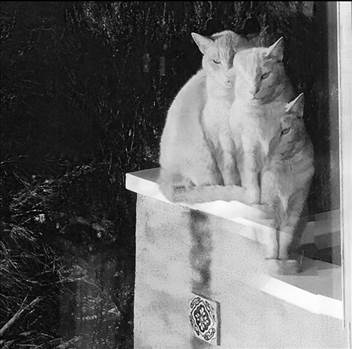 image.jpg - undefined