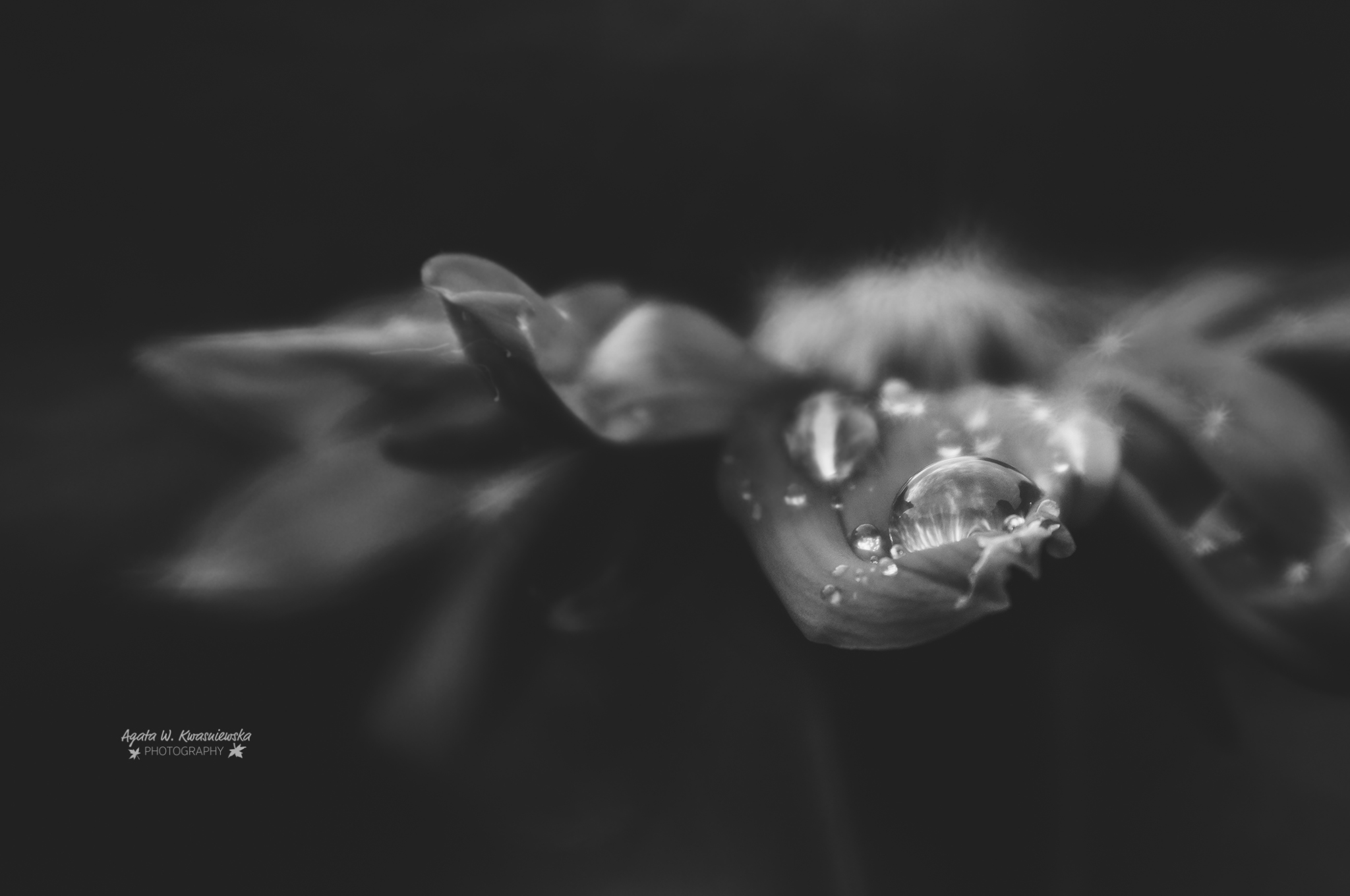 Dramatic flower  by Agata W. Kwasniewska Photography