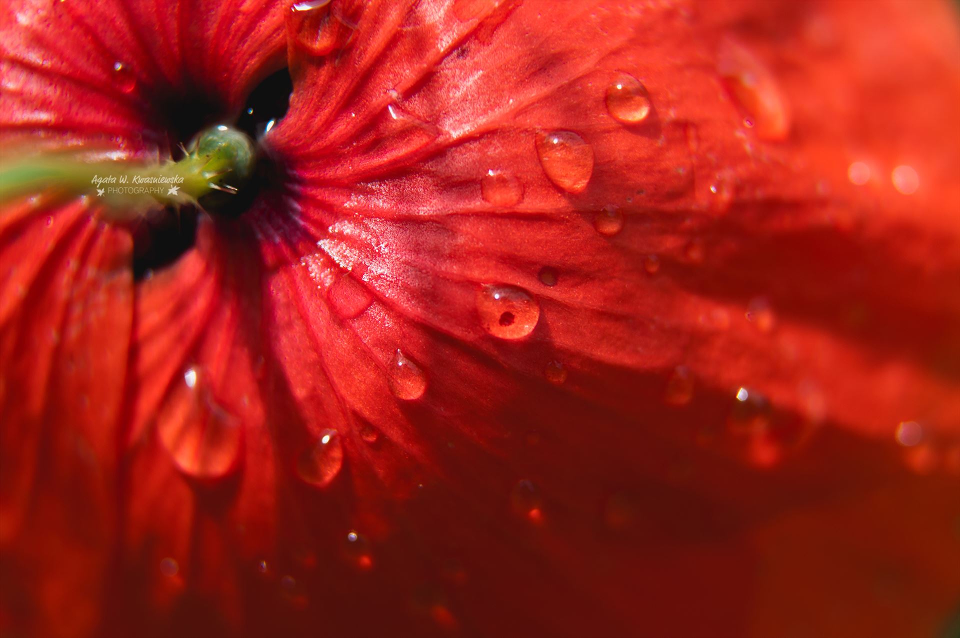 Droplets  by Agata W. Kwasniewska Photography