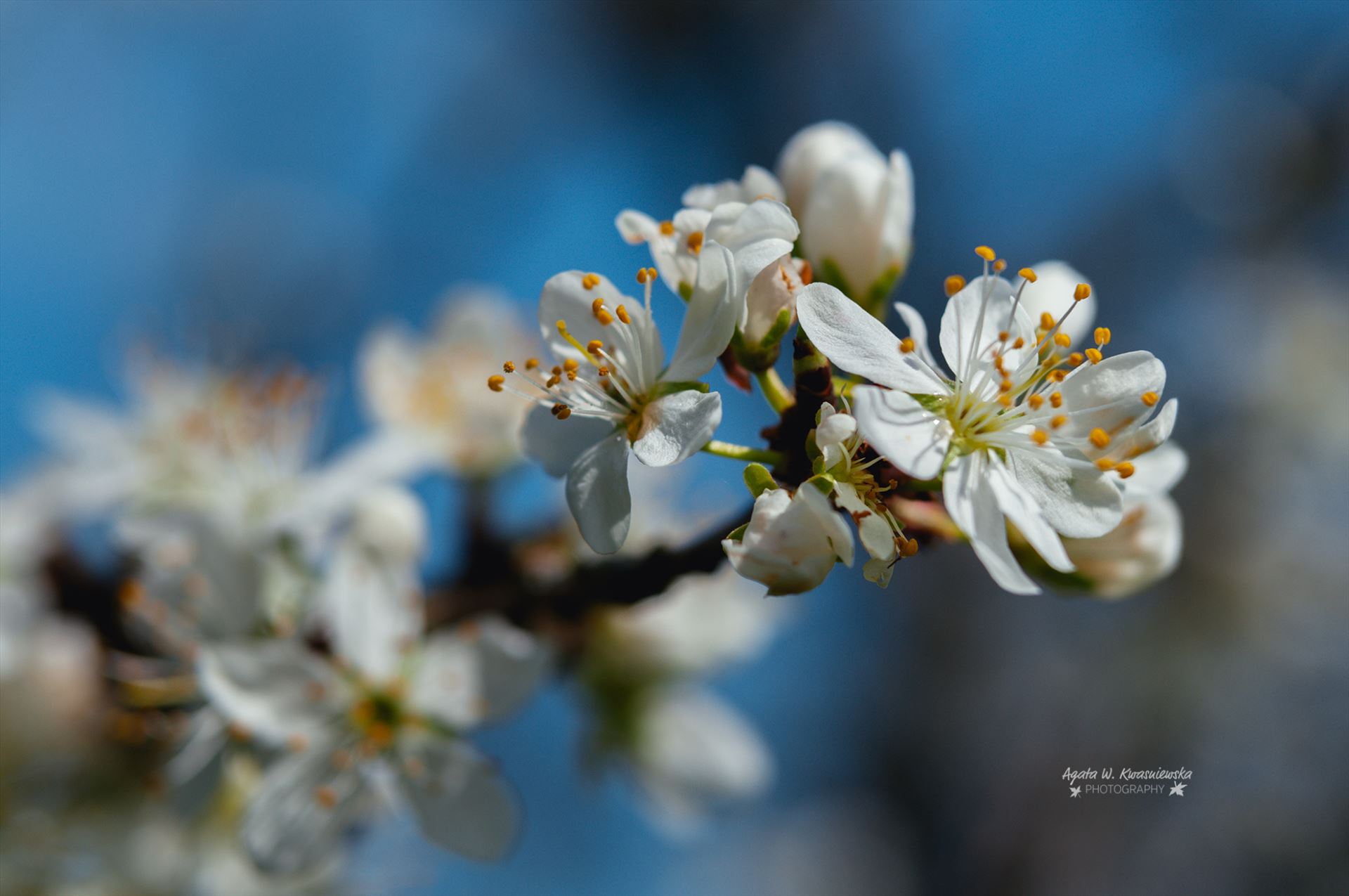 Blooming tree  by Agata W. Kwasniewska Photography