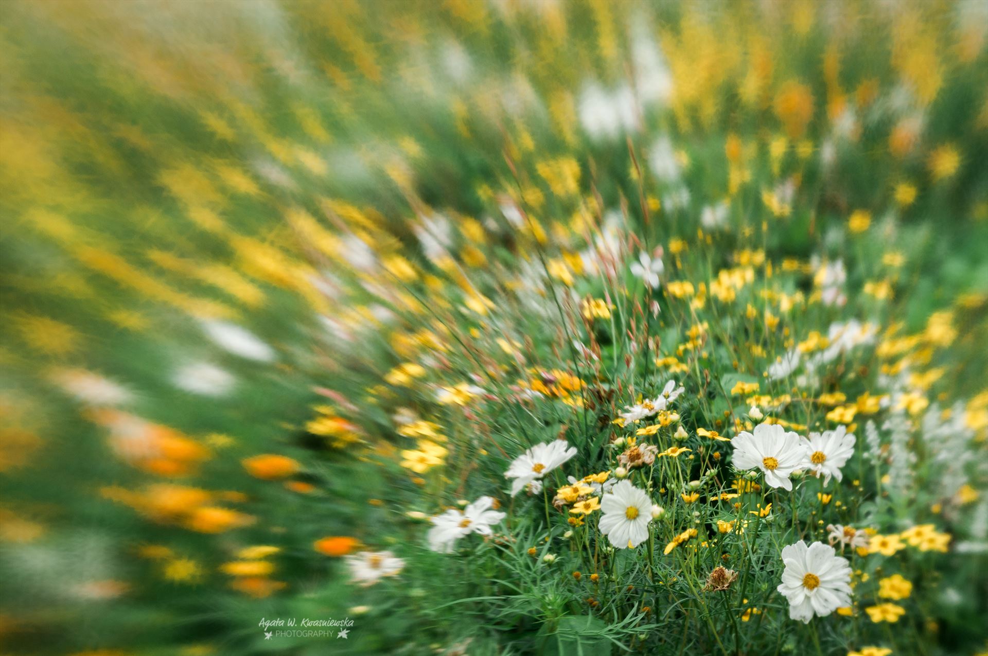 Flower meadow  by Agata W. Kwasniewska Photography
