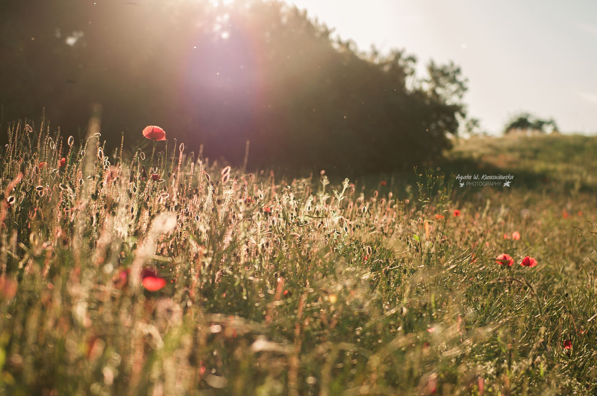 A meadow with poppies  by Agata W. Kwasniewska Photography
