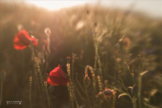 Poppies by Agata W. Kwasniewska Photography